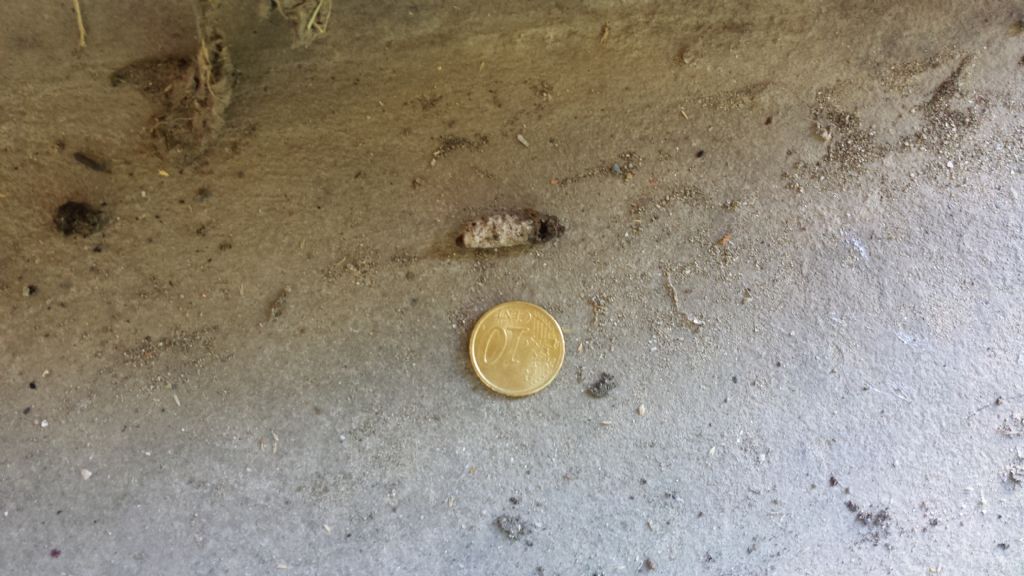 riconoscimento feci di riccio - spero !!!!